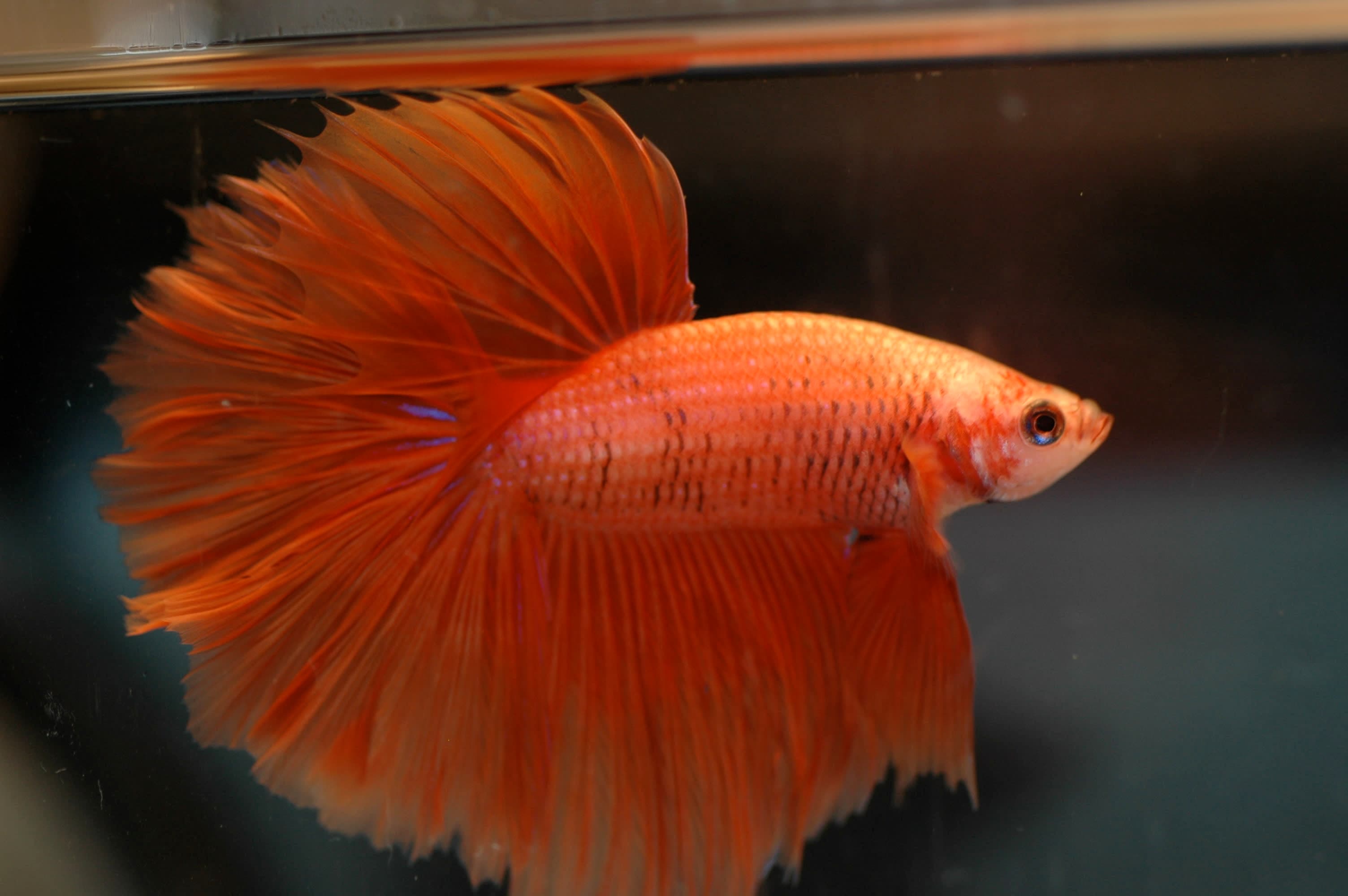 Siamese fighting fish