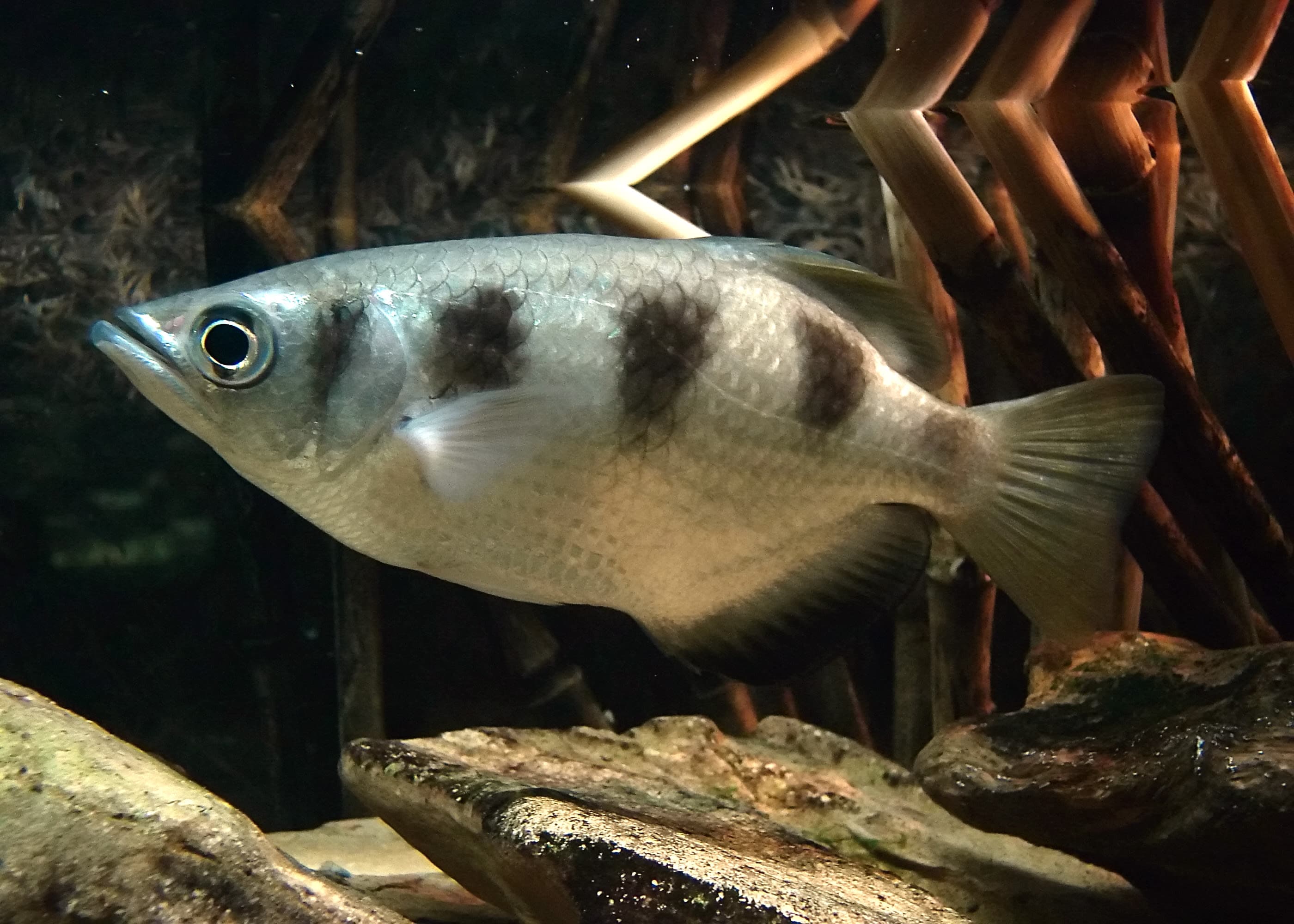 Zebra Archerfish