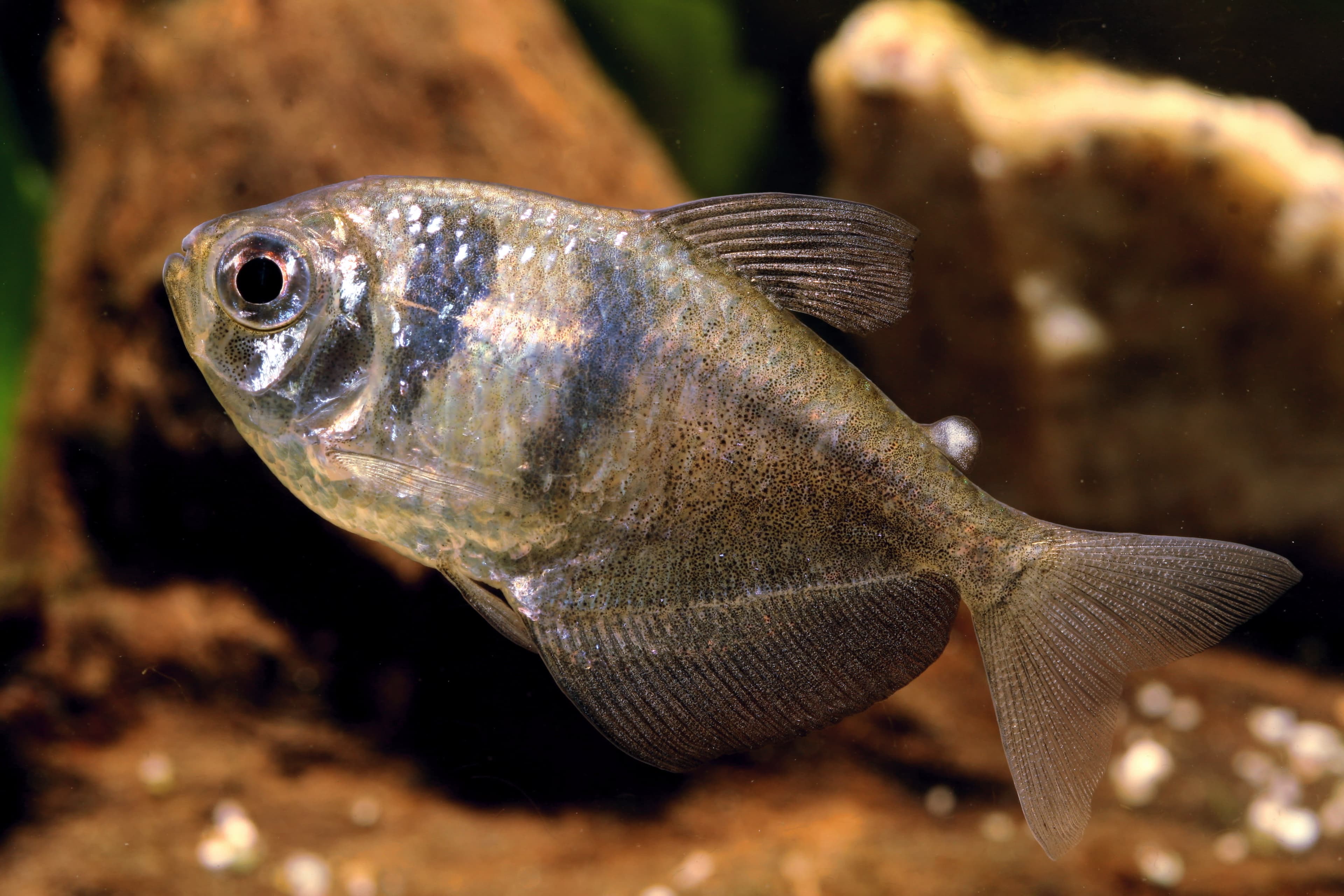 Black tetra
