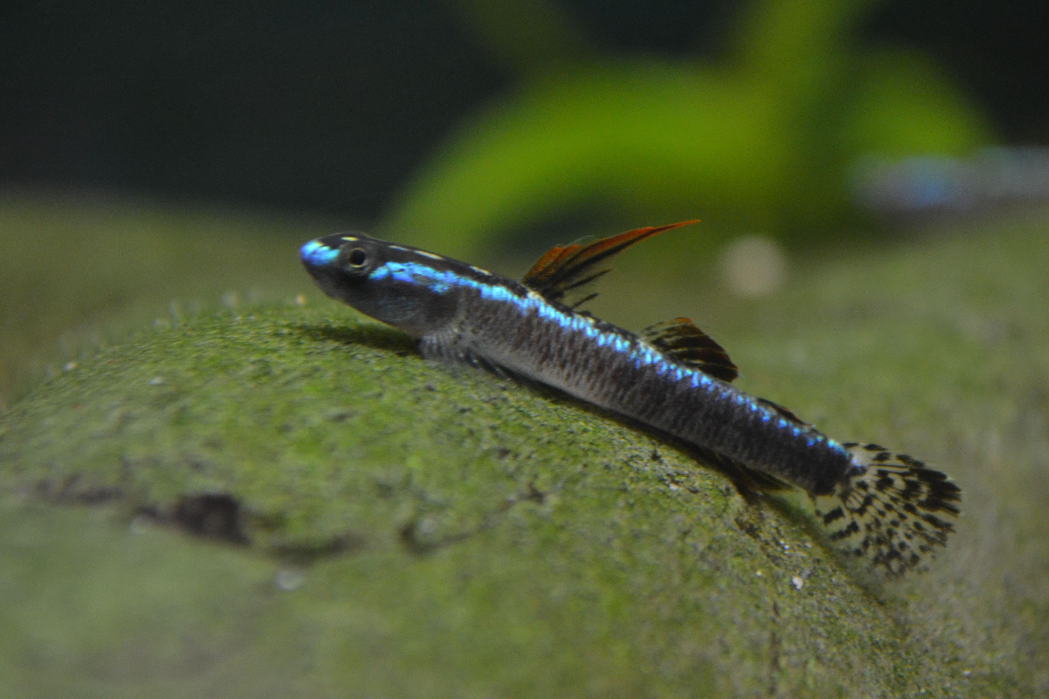 Blue Belly Goby