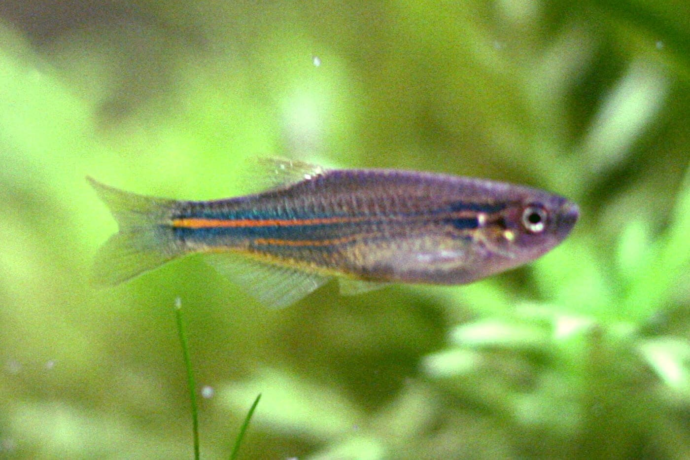Blue danio