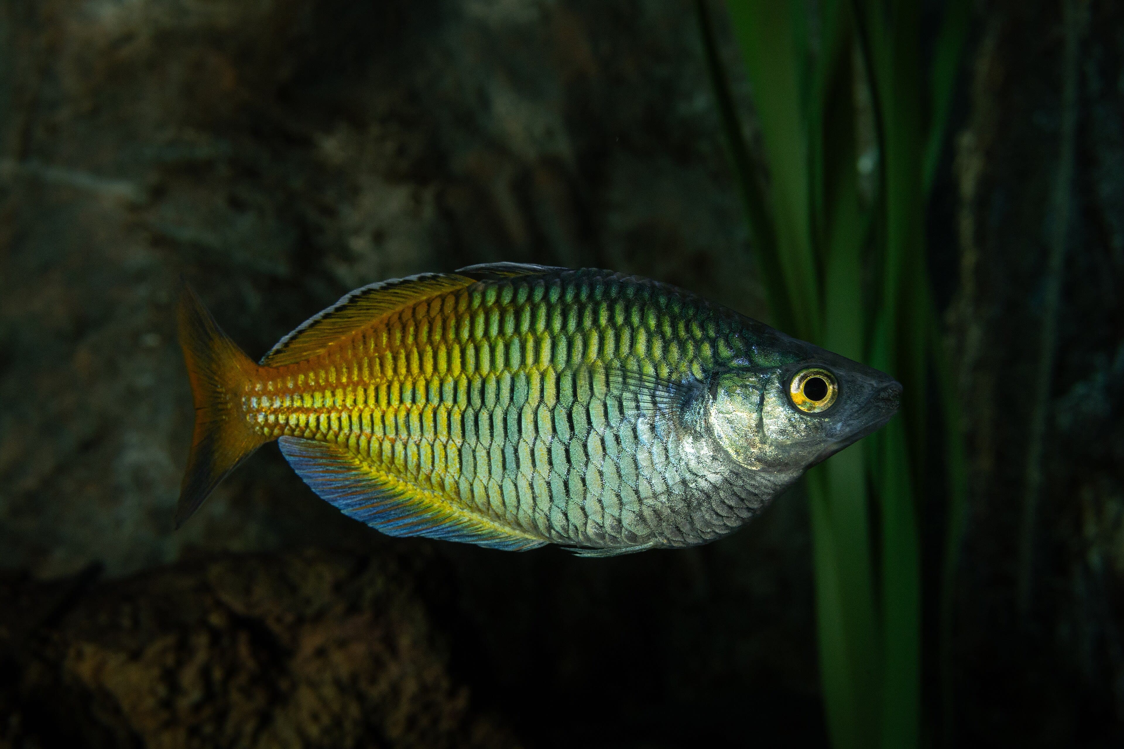 Boeseman's rainbowfish