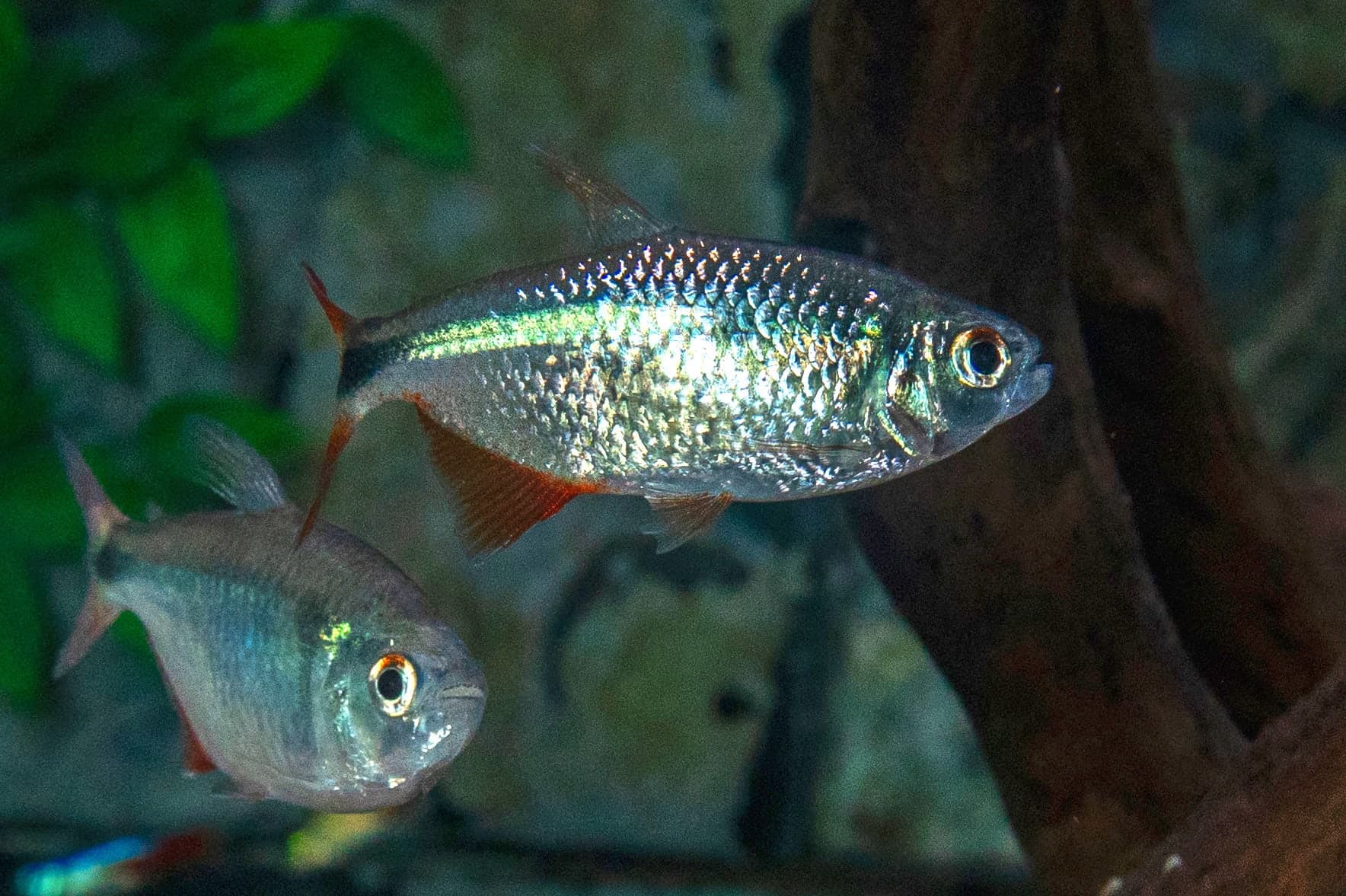 Buenos Aires tetra