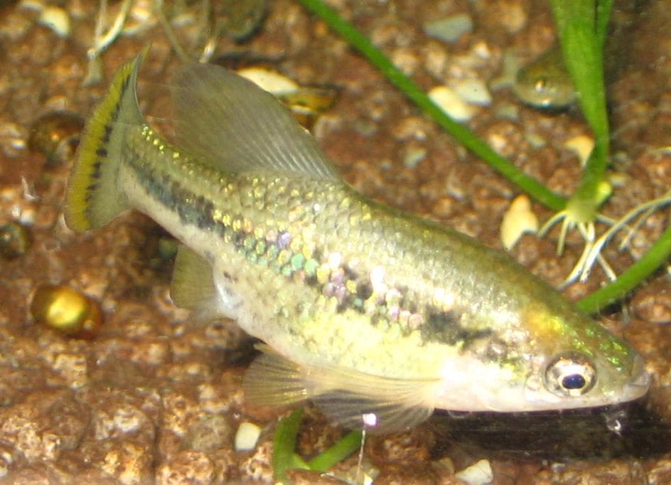 Butterfly splitfin