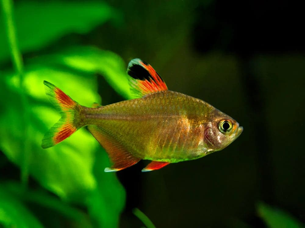 Ornate tetra