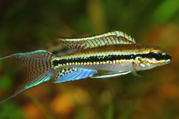 Chessboard cichlid
