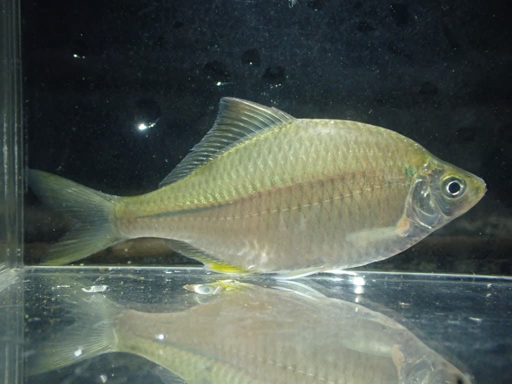 Chinese Bitterling