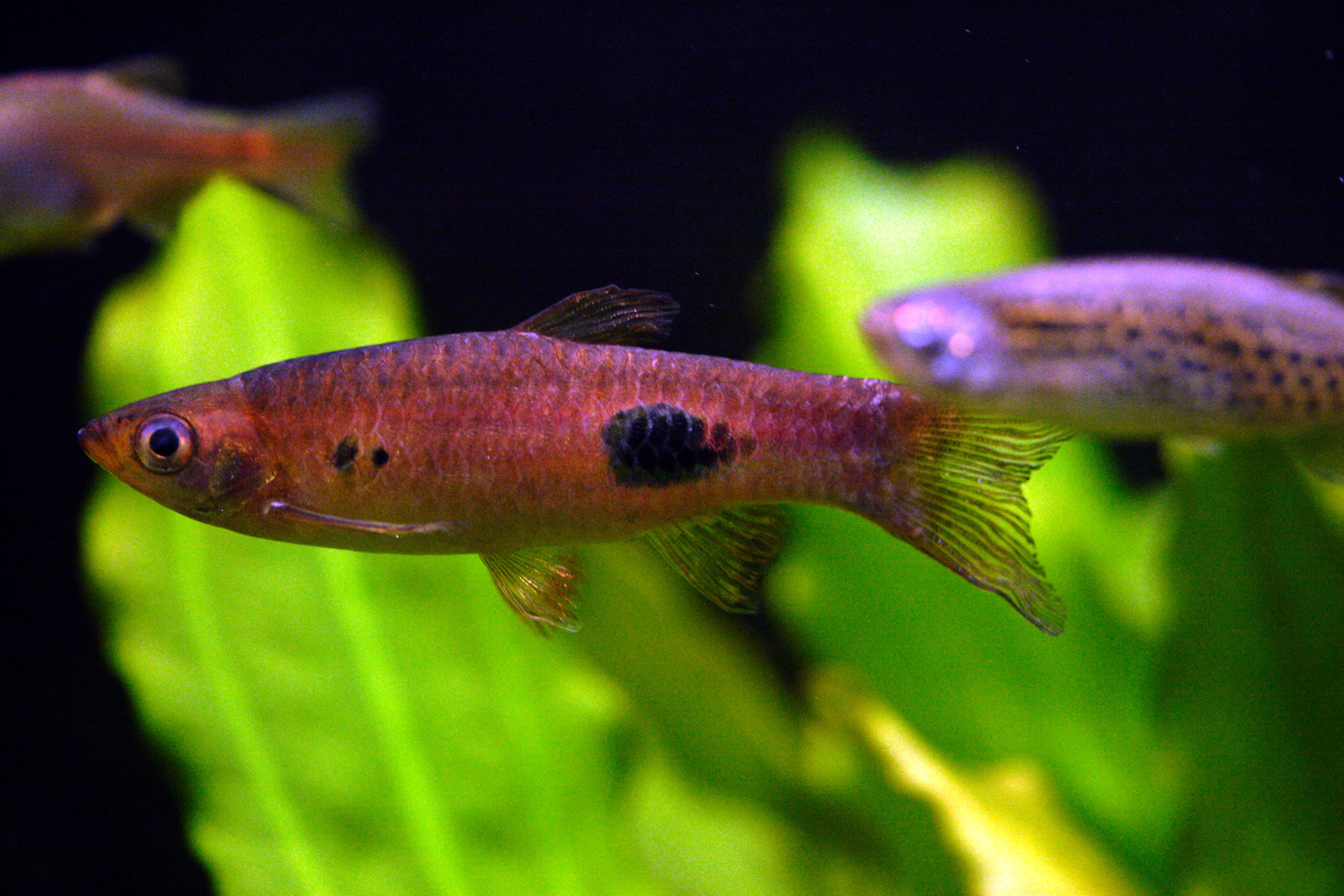 Clown rasbora