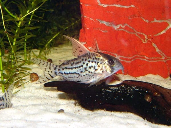 Schwartz's catfish