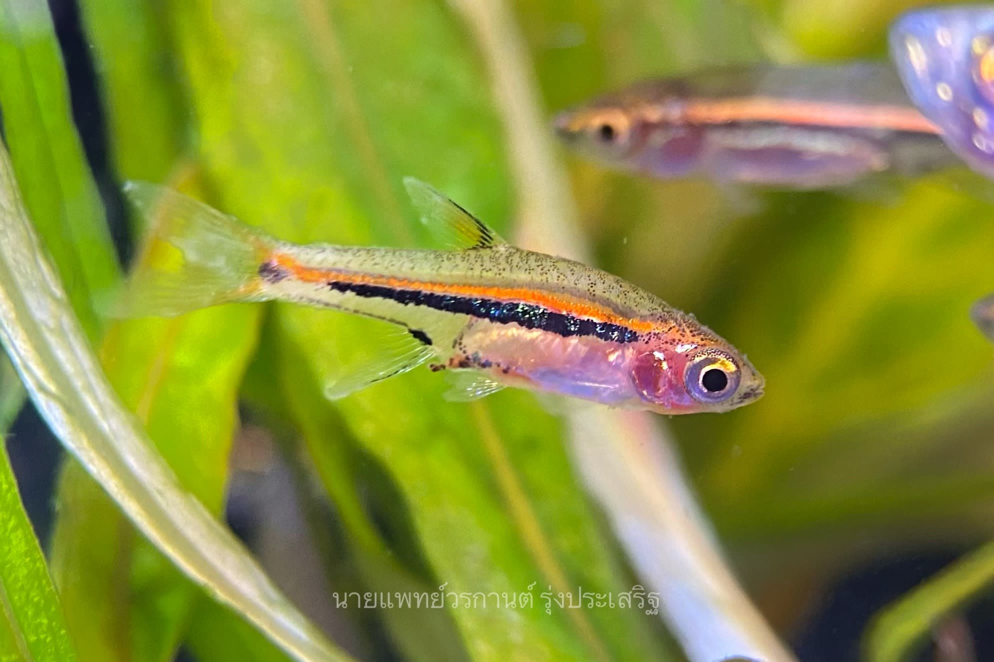 Least rasbora
