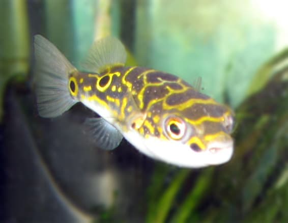 Eyespot pufferfish