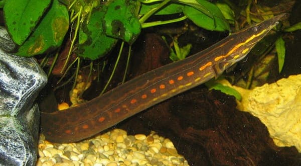 Fire eel