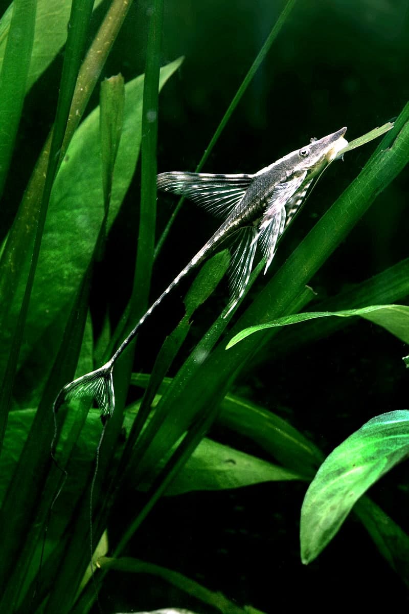 Giant Whiptail