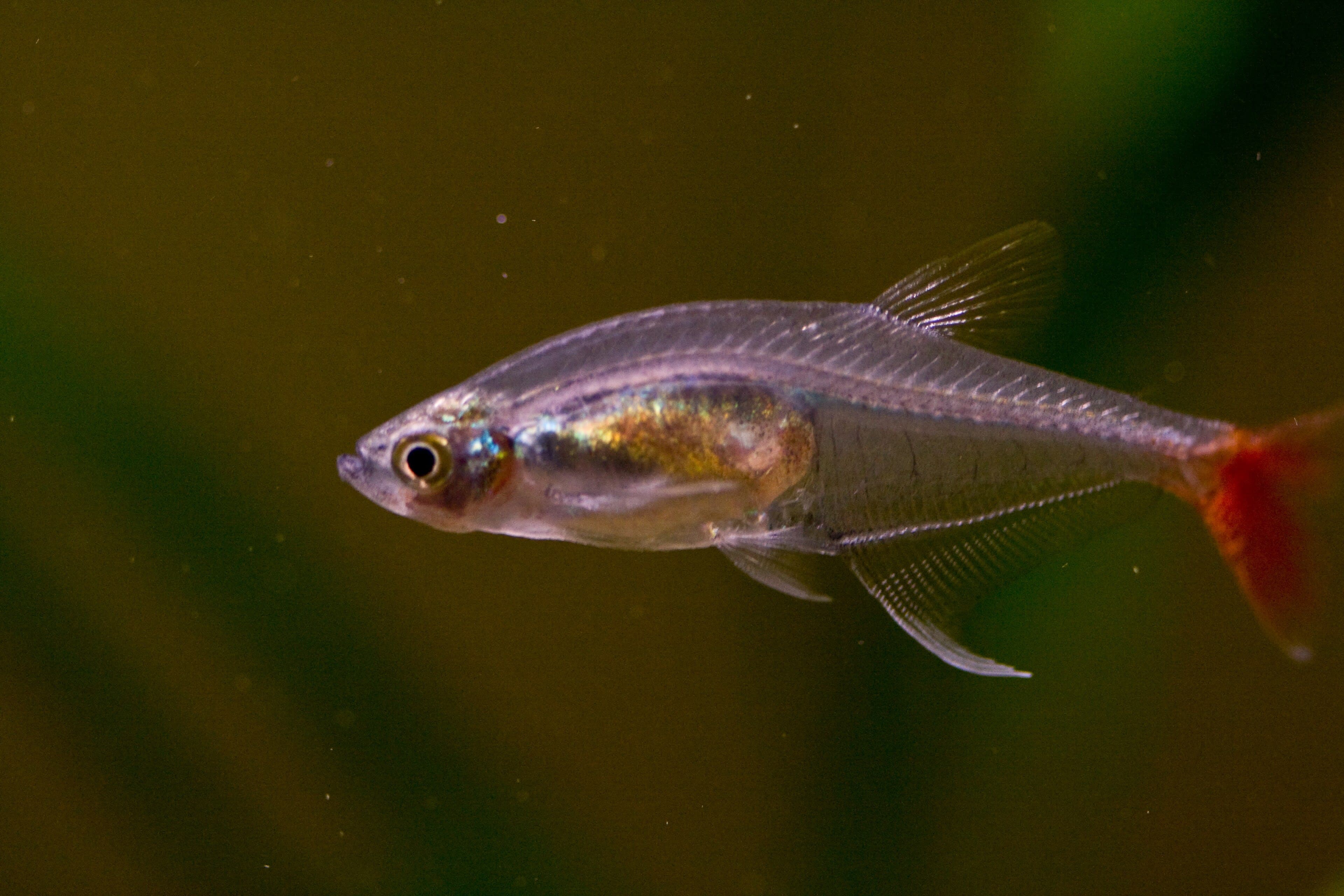 Glass bloodfin