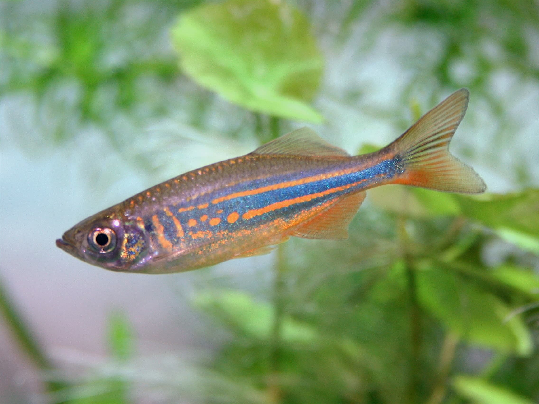 Giant danio