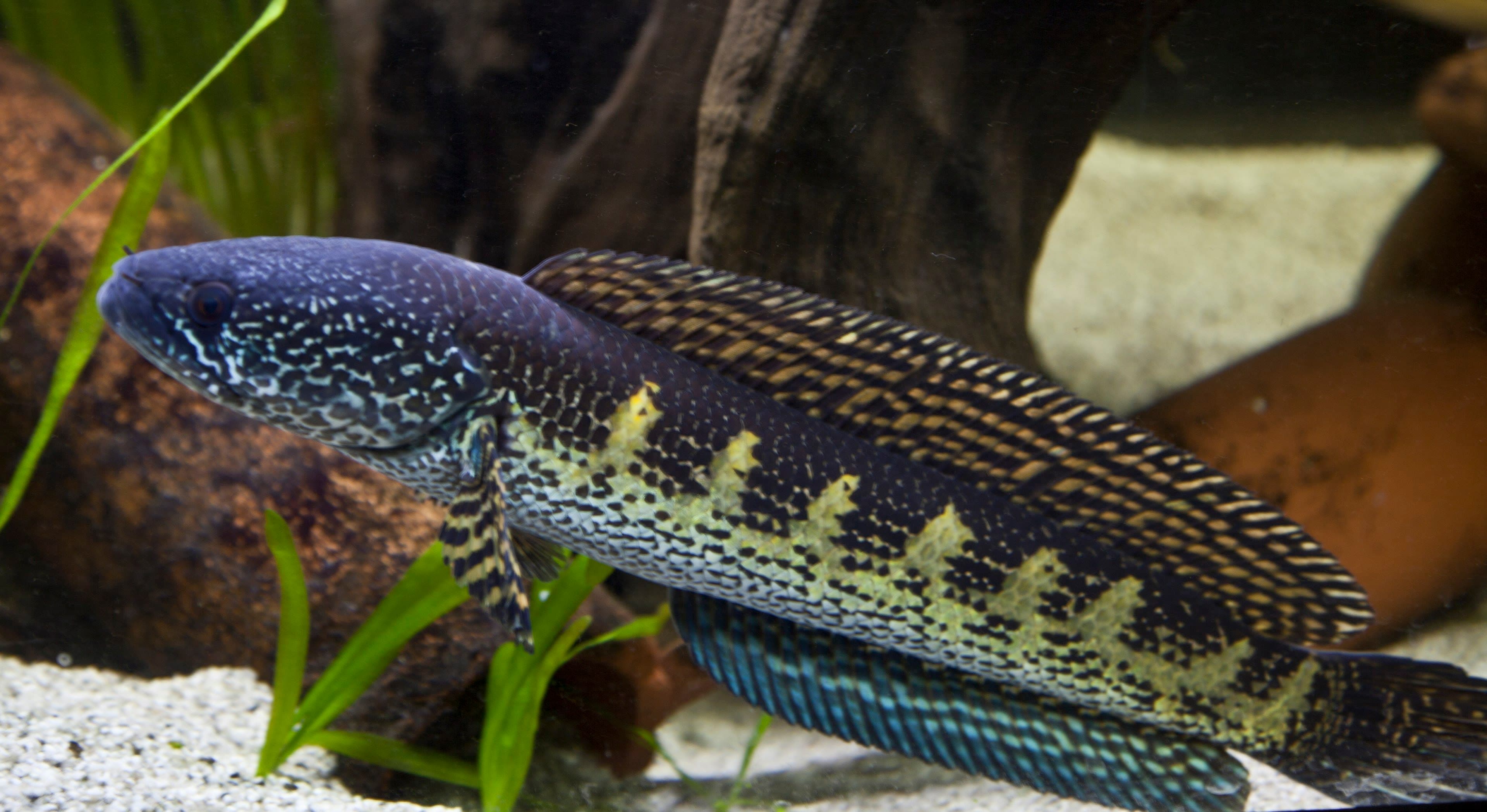 Goldspotted snakehead