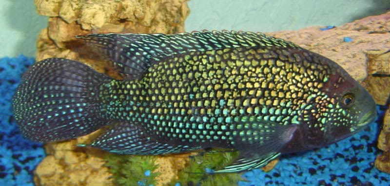 Jack Dempsey