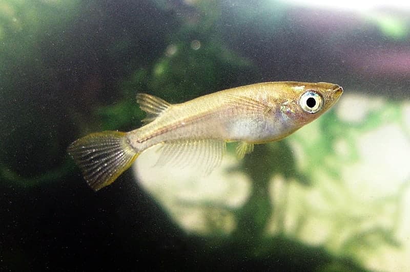 Japanese rice fish