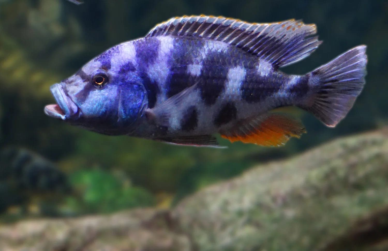 Livingstonii Cichlid