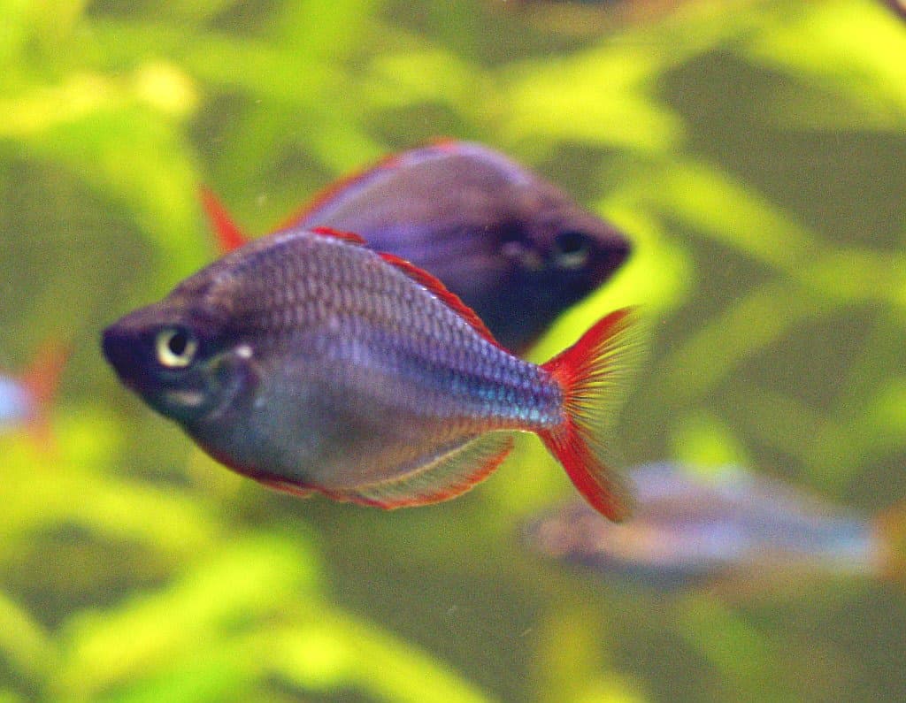 Dwarf rainbowfish