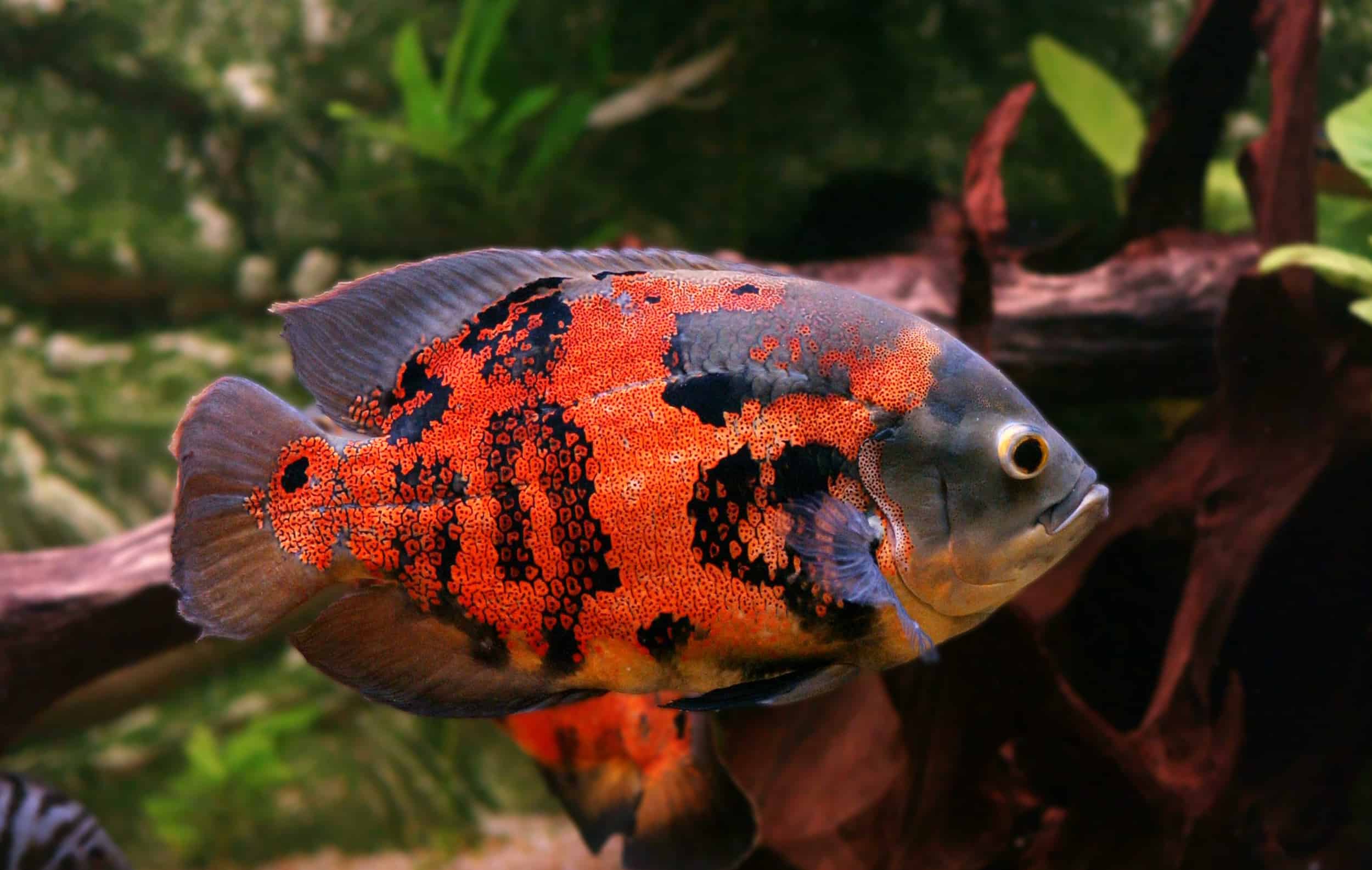 Oscar