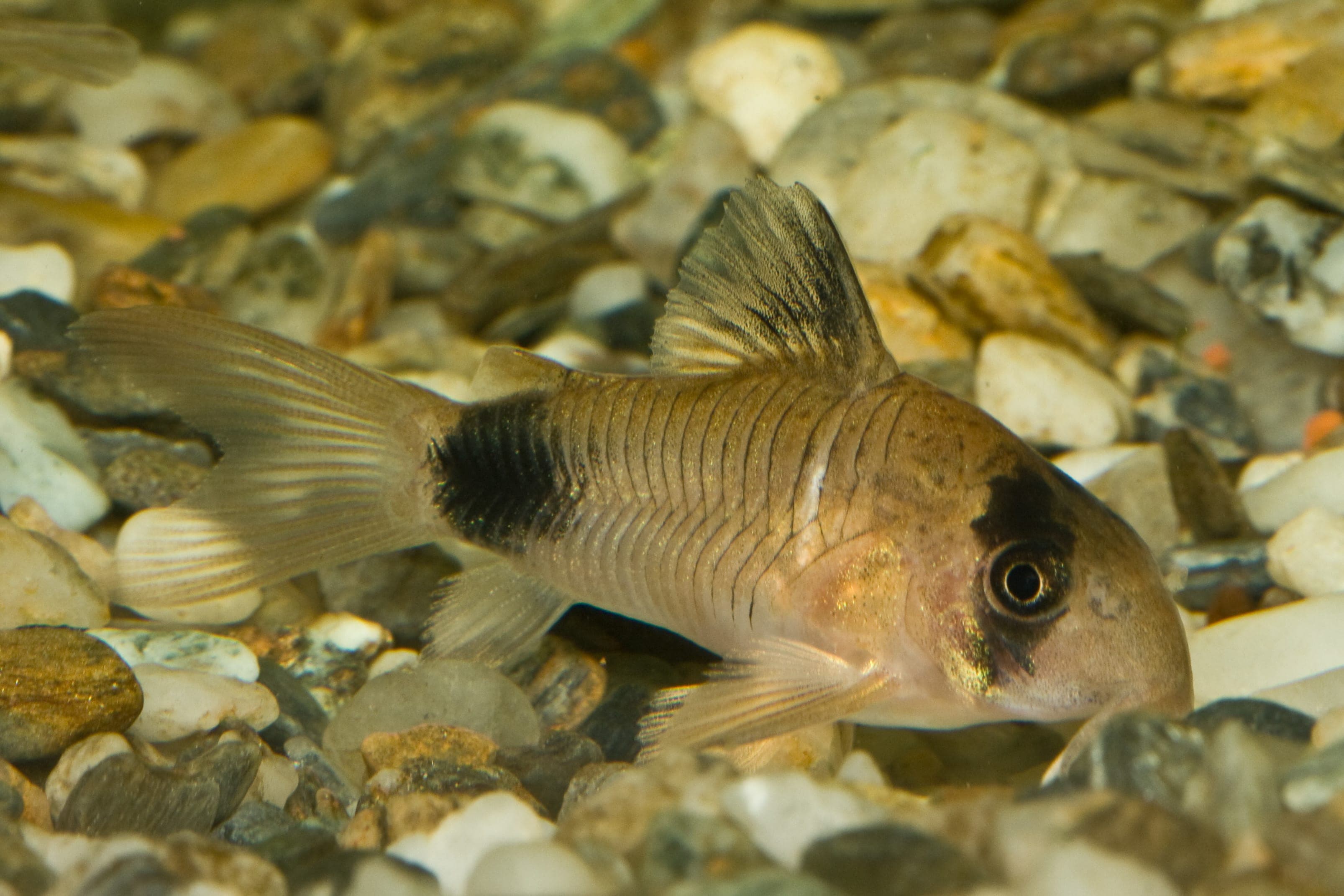 Panda corydoras