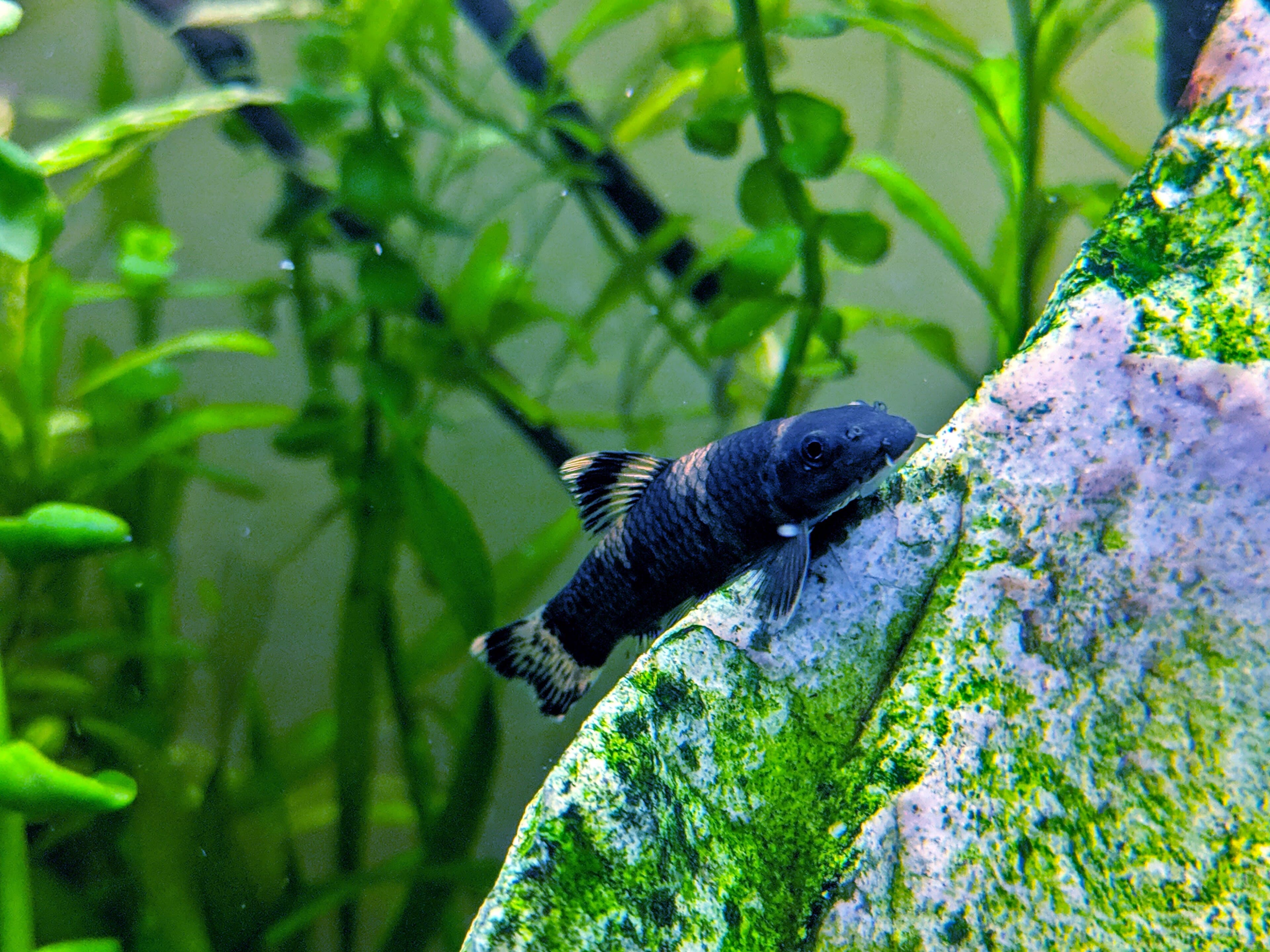 Panda Garra
