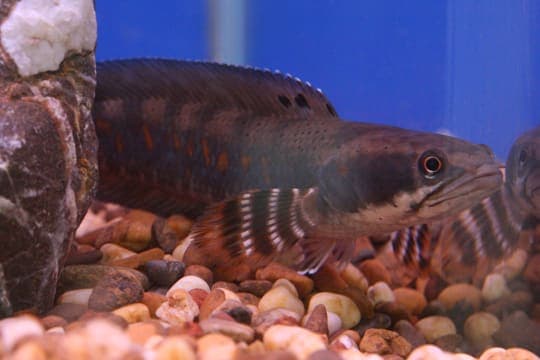 Colored snakehead