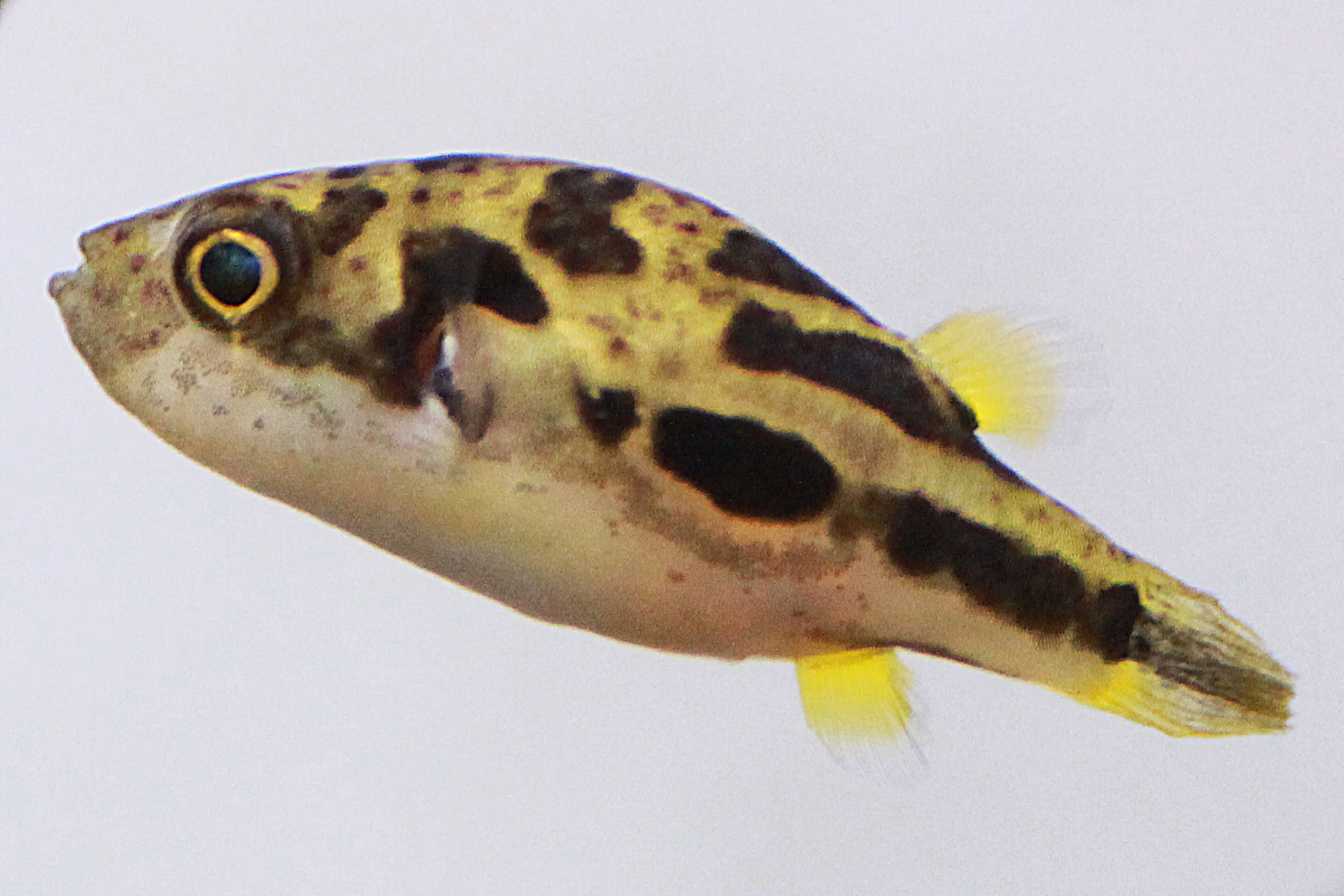 Malabar pufferfish