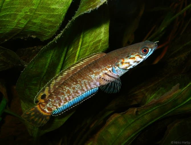 Bluefinned snakehead