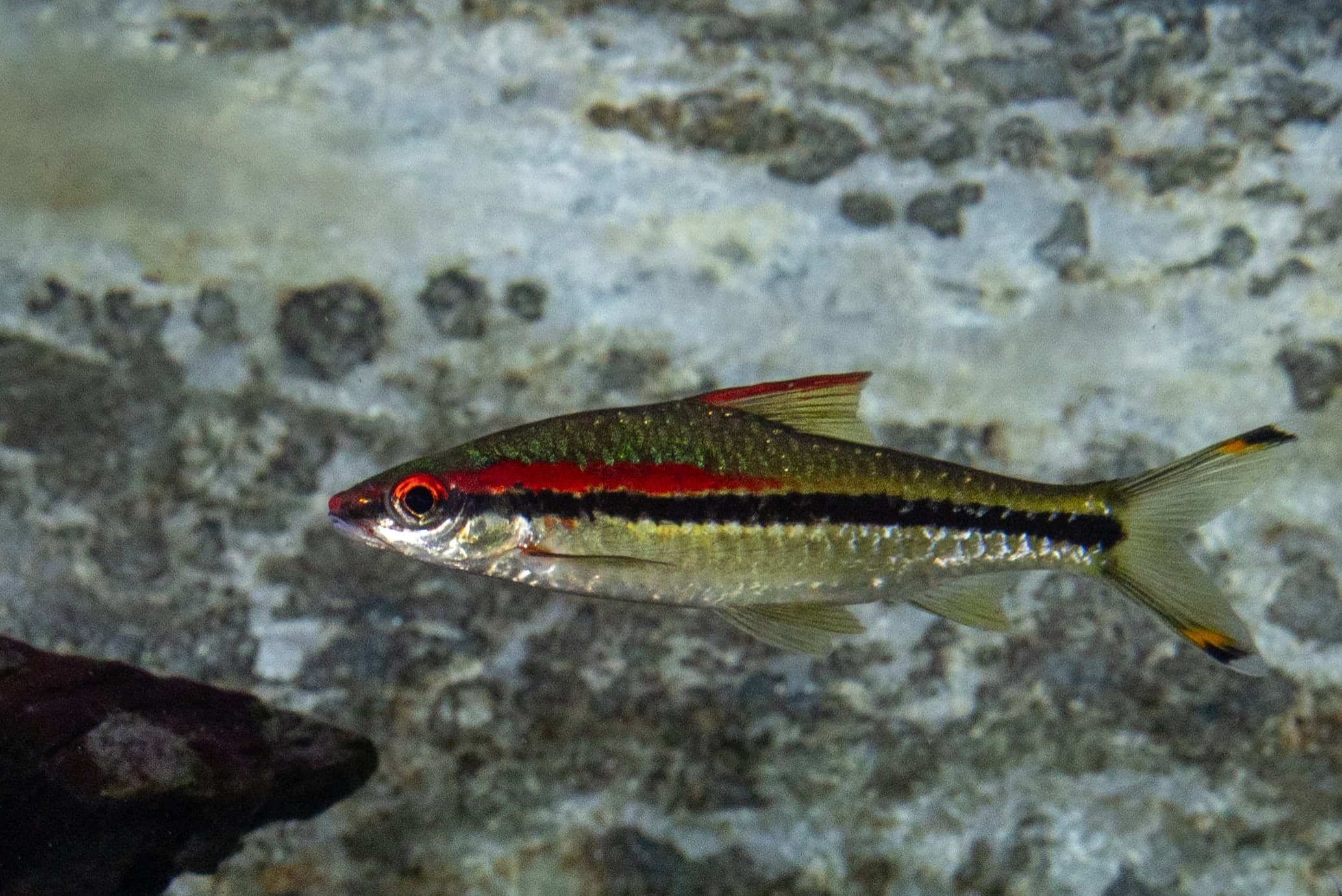 Denison barb