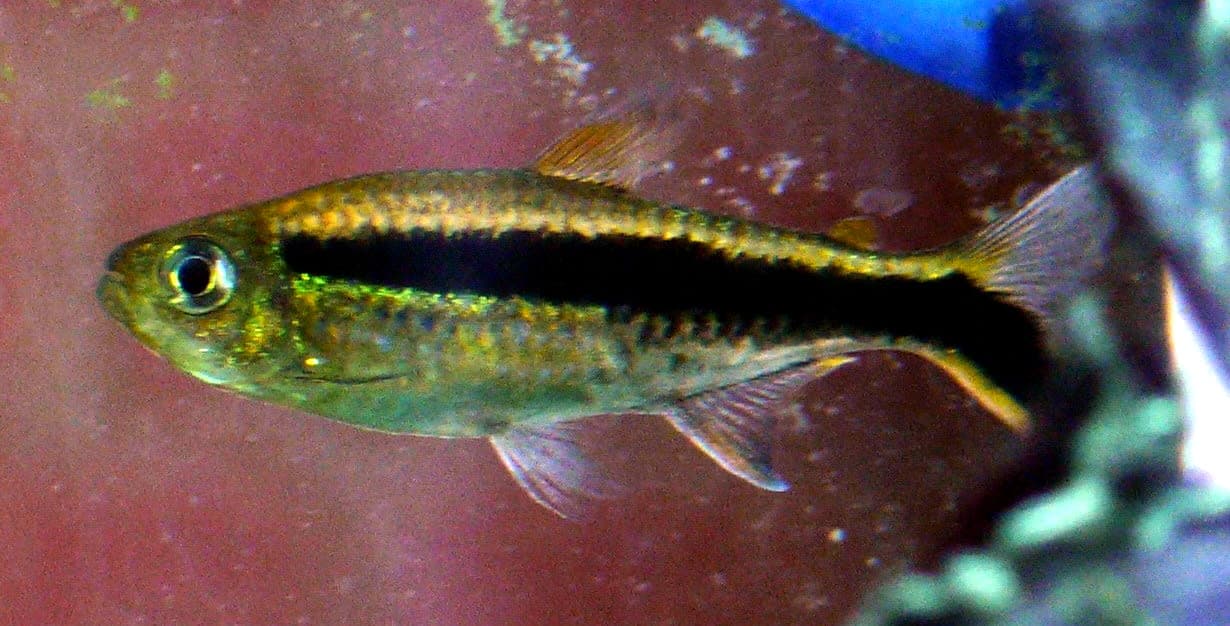 Blackline penguinfish