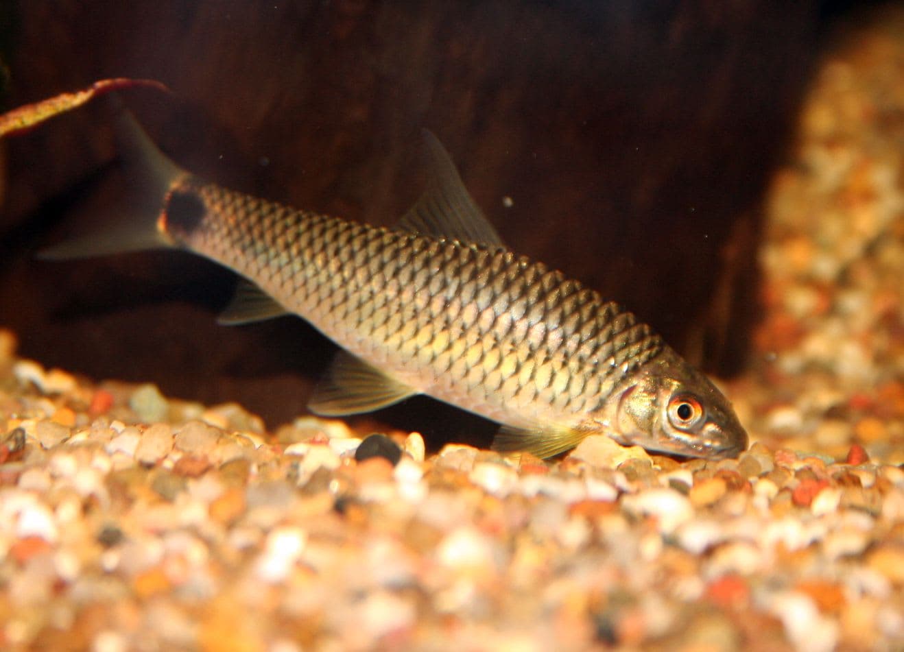Reticulated Sae
