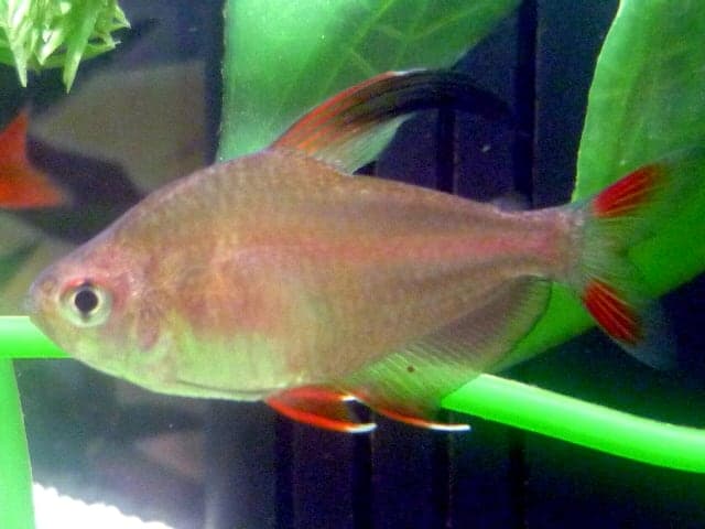 Rosy tetra