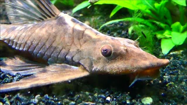 Royal Farlowella