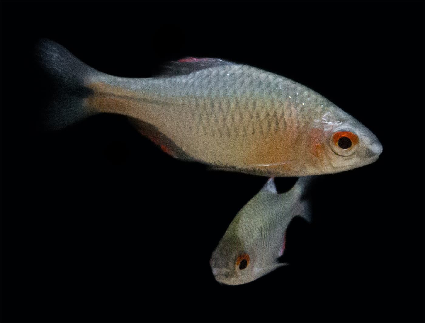 Slender Bitterling