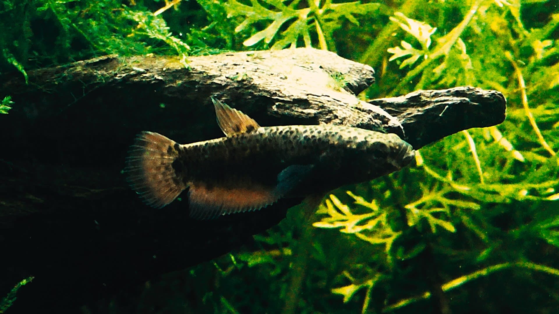 Snakehead Betta