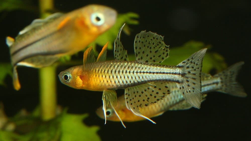 Spotted blue-eye