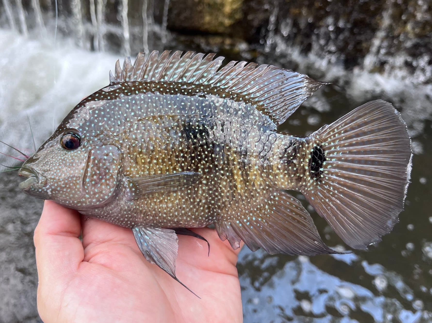 Rio Grande cichlid