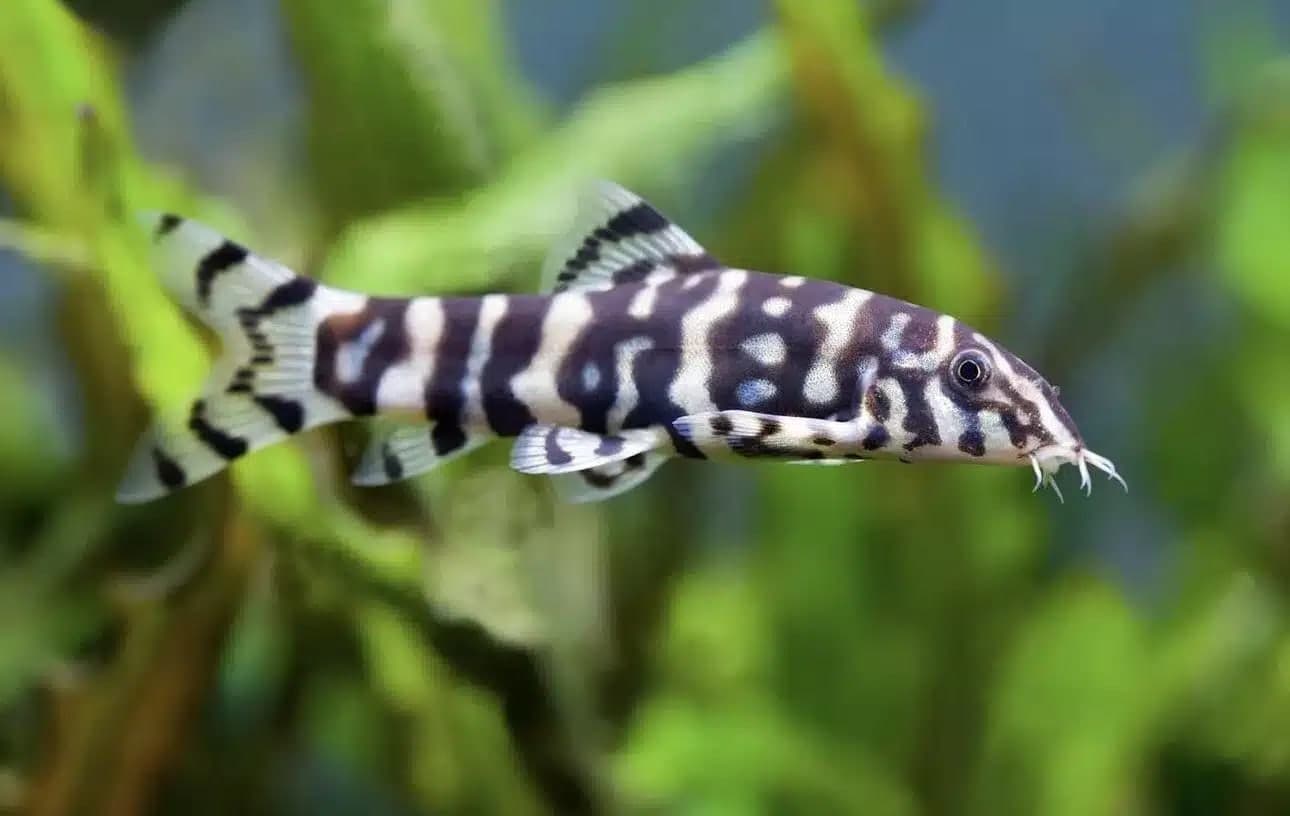 Almorha loach