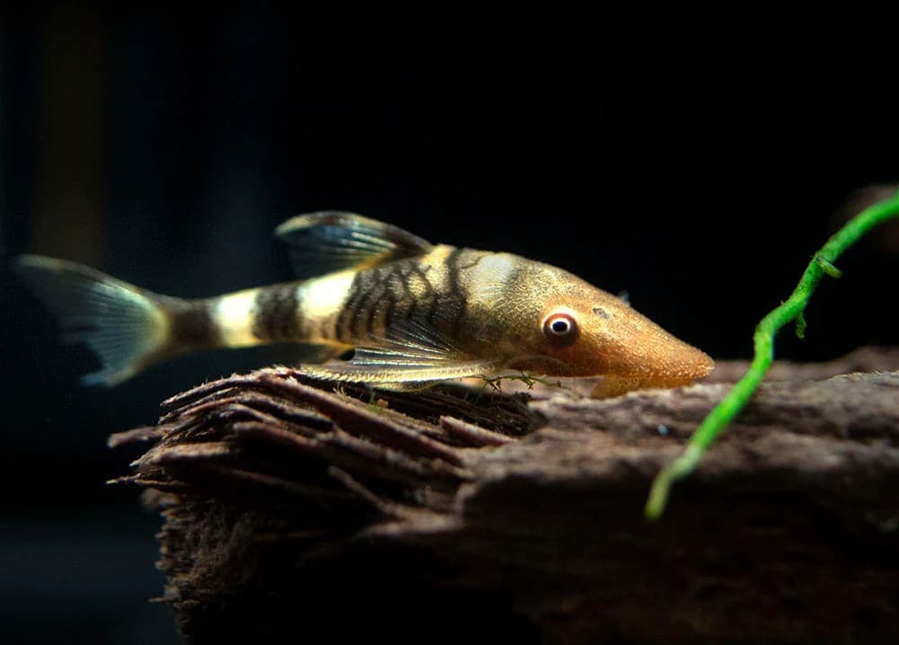 Zebra Oto
