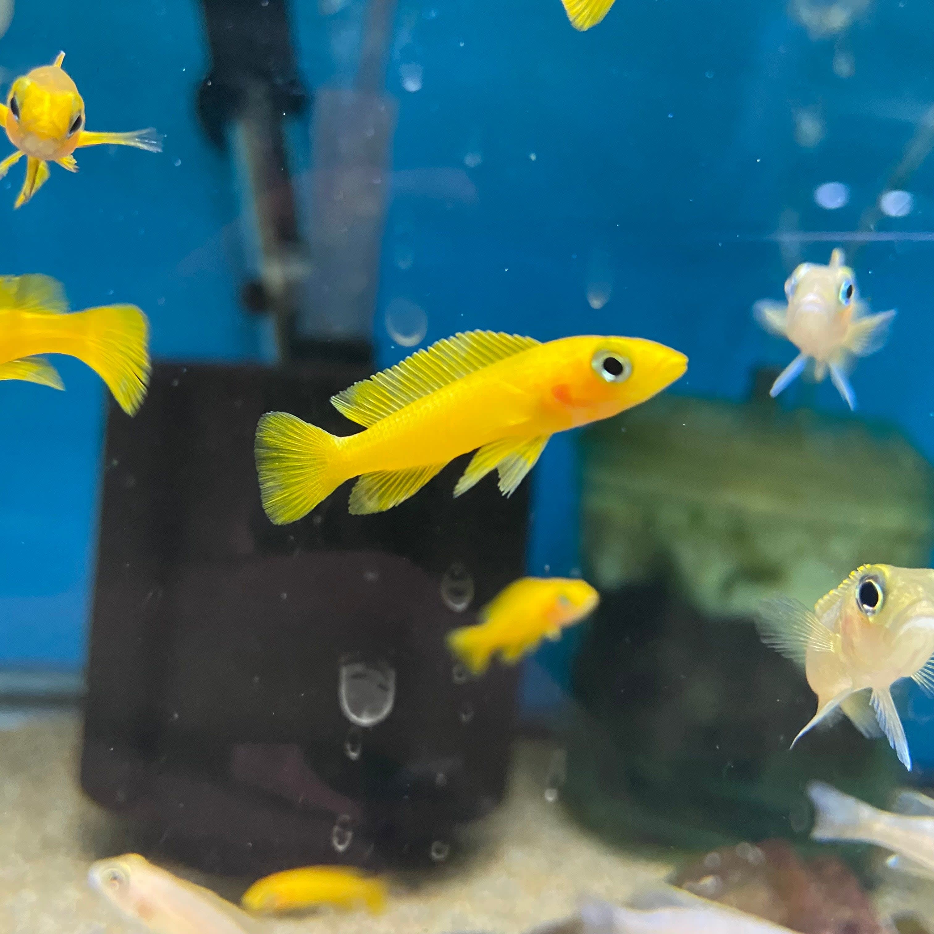 Leleupi Cichlid