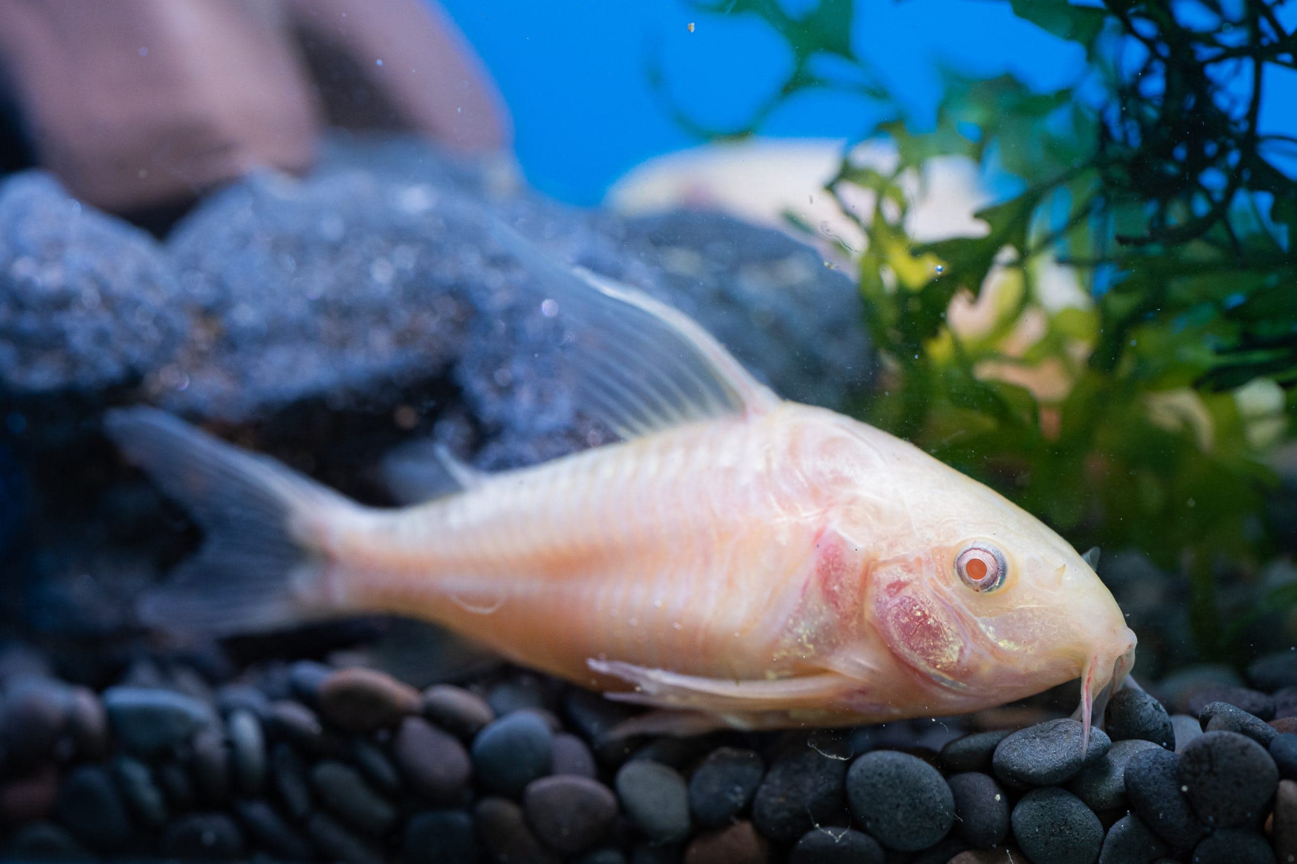 Bronze corydoras