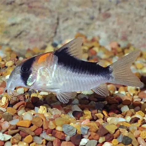 Adolf's catfish