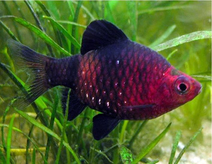 Black ruby barb