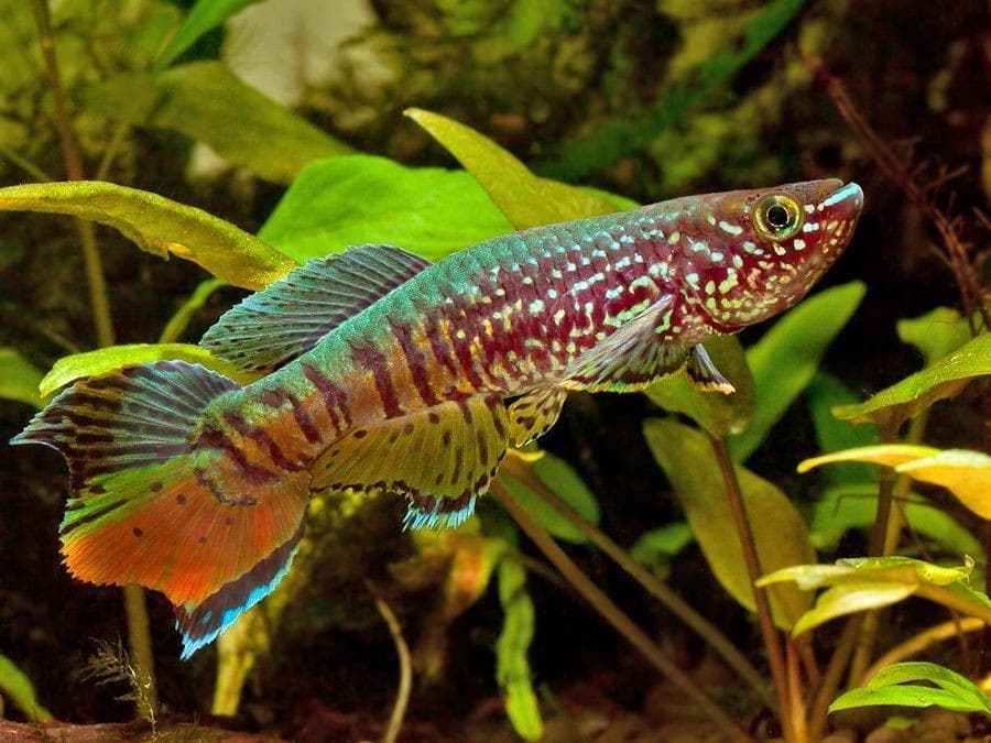 Blue gularis