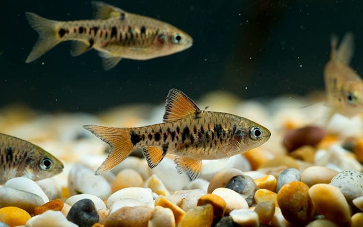 Checkered barb
