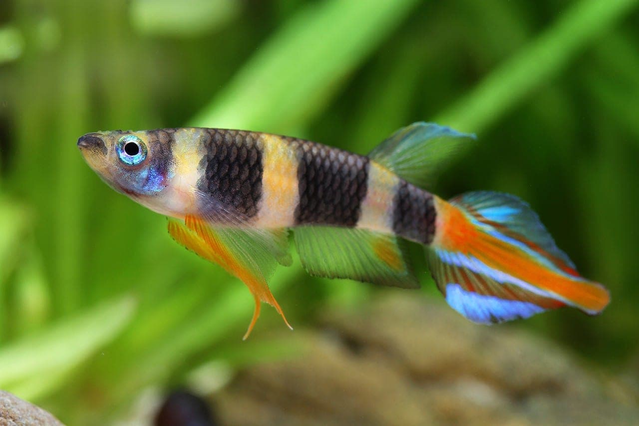 Banded panchax