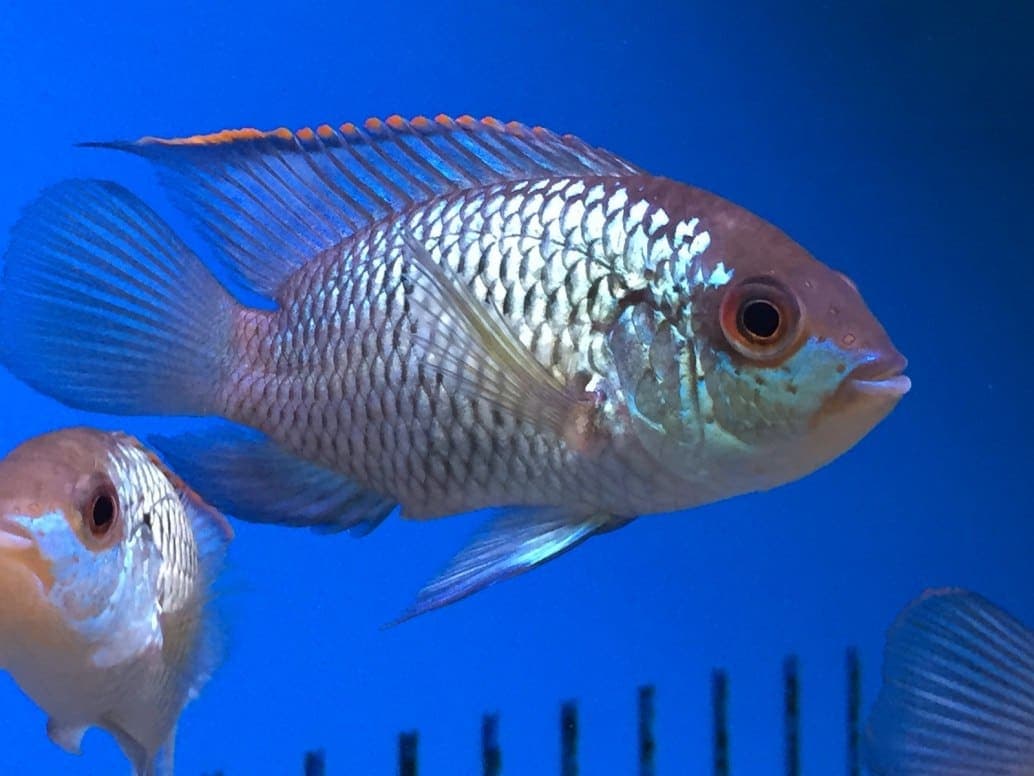 Blue acara