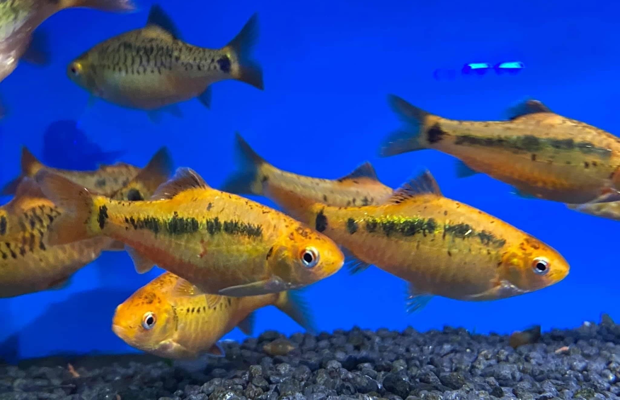 Chinese barb